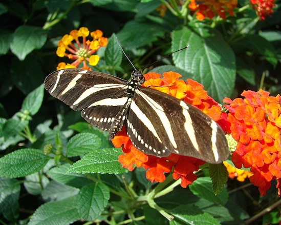 zebra longwing